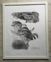 Grand bois gravé de Robert Hainard