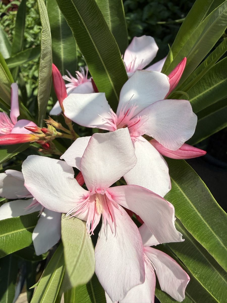 Piante & sementi: Oleander Jungpflanze, Virginie Rarität – Usato da Gipf-Oberfrick venduto da zaruscha