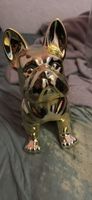 Kamode Hund