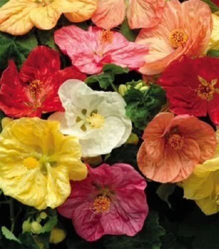 Pflanzen & Samen: Schönmalve Mix - Abutilon-Hybriden - 30 Samen – Neu und originalverpackt aus Sumiswald von Cham14558