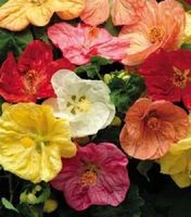Schönmalve Mix - Abutilon-Hybriden - 30 Samen