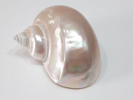 Muschel Turbo Marmoratus - Coquillage Turbo Marmoratus