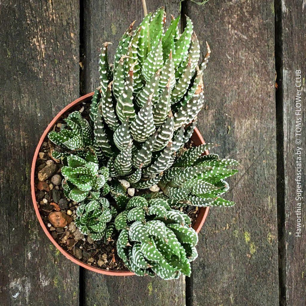 Pflanzen & Samen: Haworthia Superfasciata - super robuste Sukkulente – Neu und originalverpackt aus Adliswil von asTOMas963 2