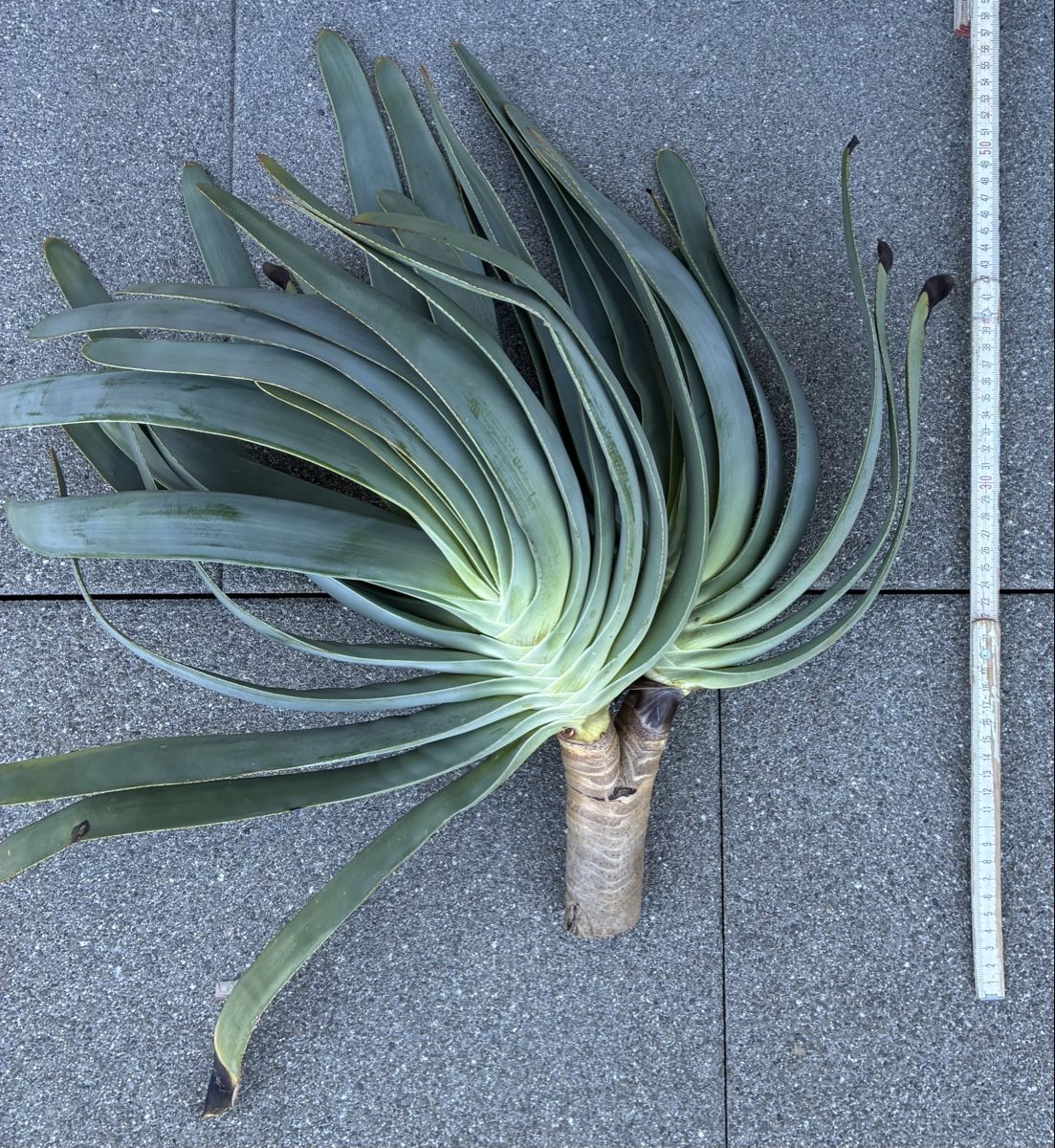 Plantes & graines: Aloe plicatilis – Neuf (Voir description) à Altendorf par Monteiroastrild 3