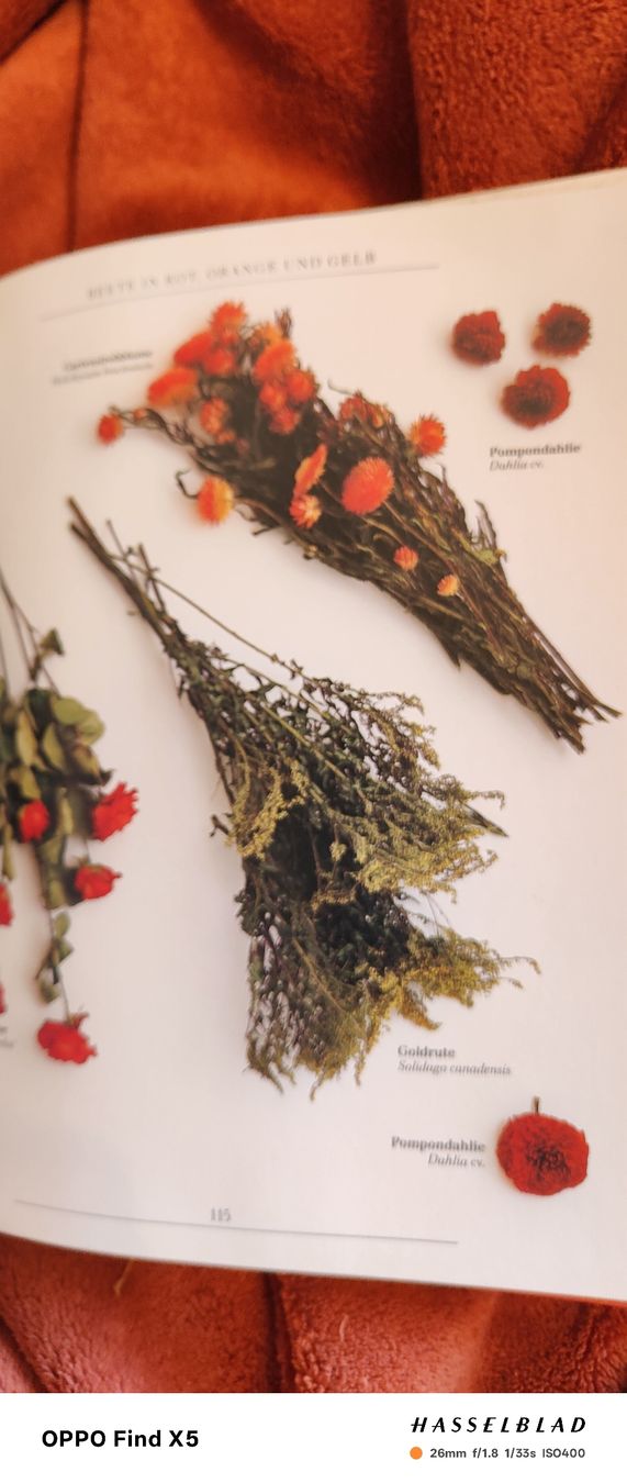 Bücher: Gestalten mit Trockenblumen – Gebraucht aus Volken von katz5 3
