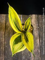 Sansevieria Trifasciata Golden Flame - robust & pflegeleicht