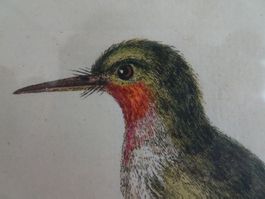 George Edwards 1694-1773 Vögel 2 Bilder Lithographie Stich