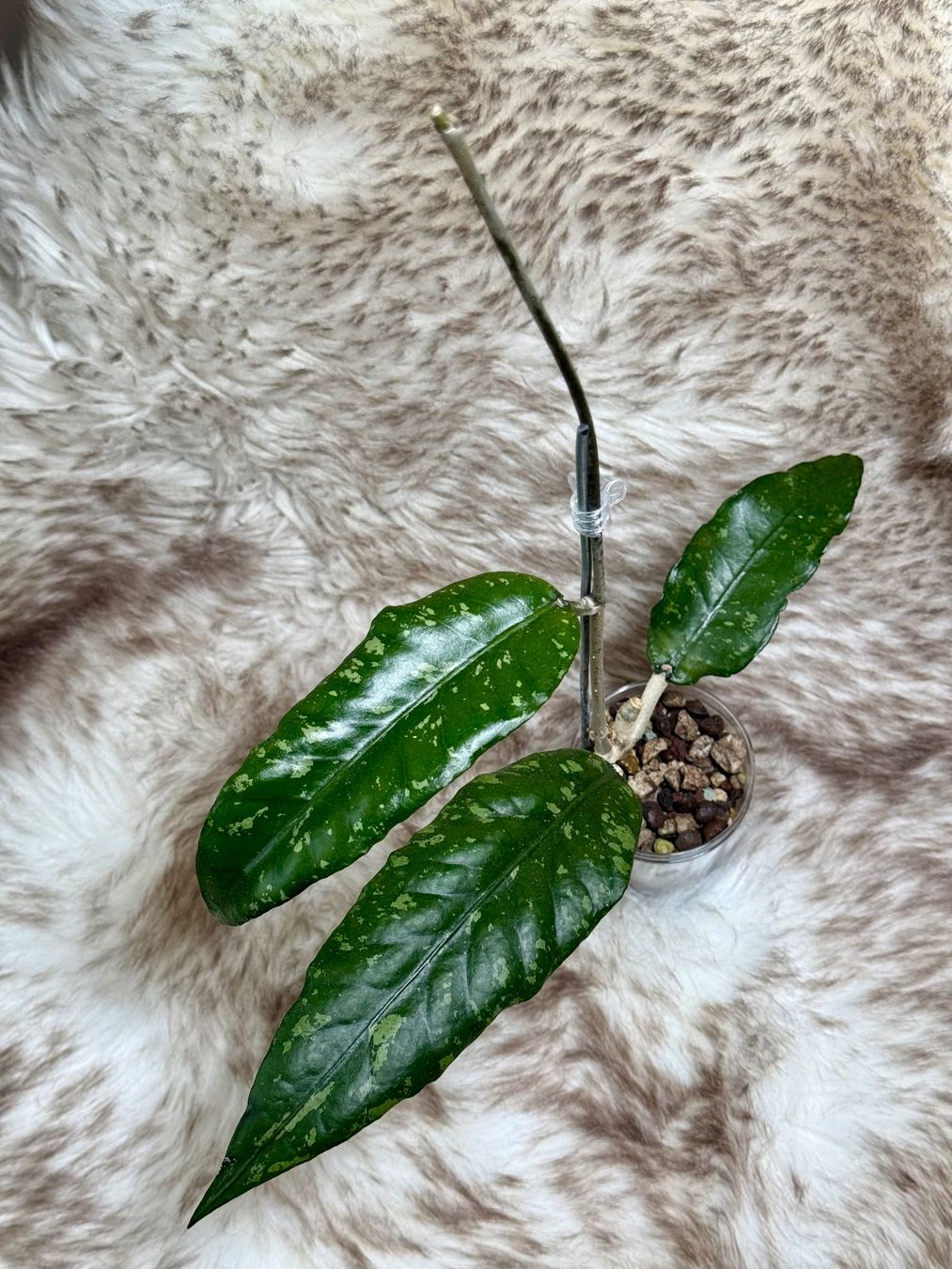 Piante & sementi: Hoya sp. Sumatra Nr. 08 – Nuovo (secondo la descrizione) da Bachenbülach venduto da ilawega