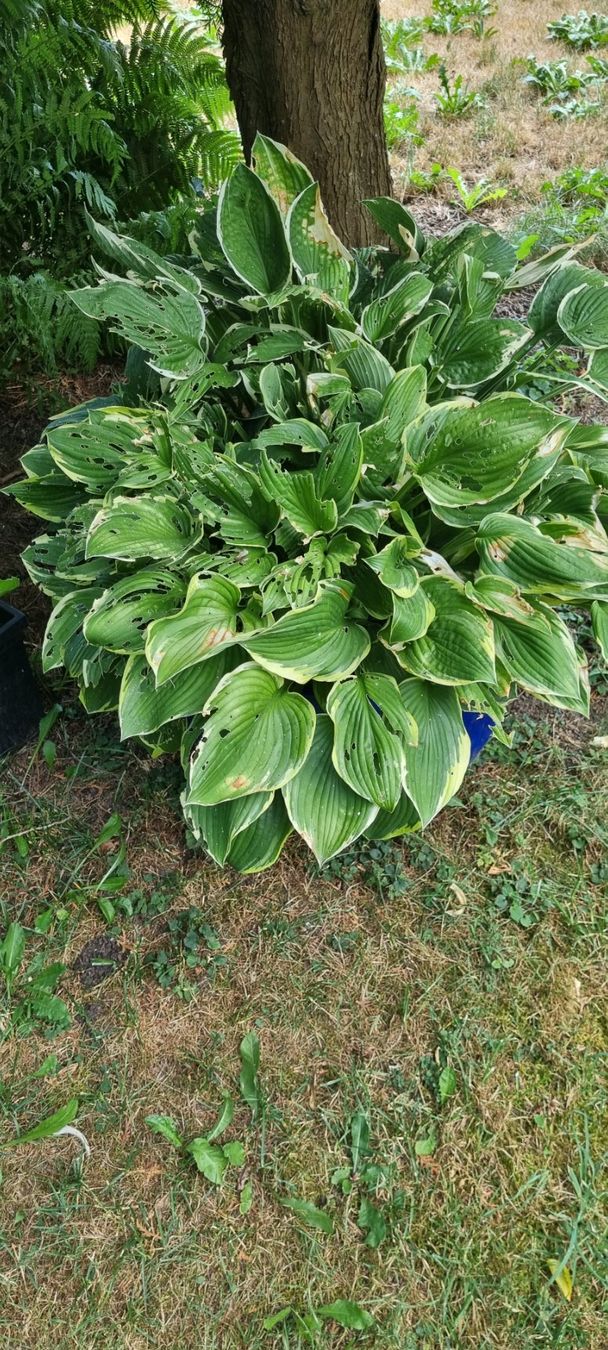Pflanzen & Samen: Gartenpflanze Hosta im blauen Topf gross – Gebraucht aus egliswil von Maggy6