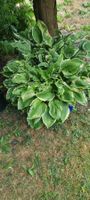 Gartenpflanze Hosta im blauen Topf gross