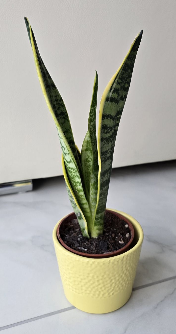 Piante & sementi: 🌿 Sansevieria – Nuovo (secondo la descrizione) da Aarburg venduto da Glitzerschein 2