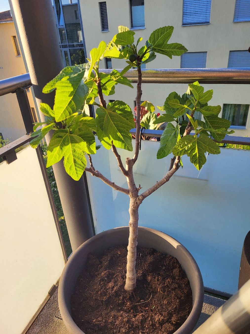 Piante & sementi: Feigenbaum Pflanze im Topf – Usato da Zürich venduto da Lizi7