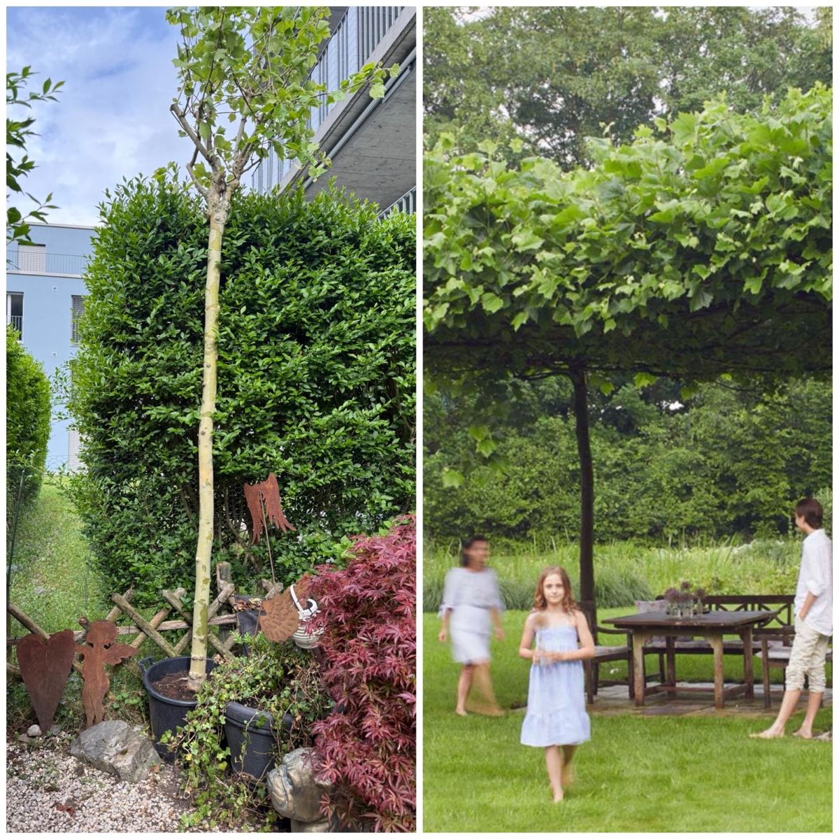 Piante & sementi: Dachplantane 4 Meter – Nuovo e nell'imballaggio originale da Mollis venduto da kerns83