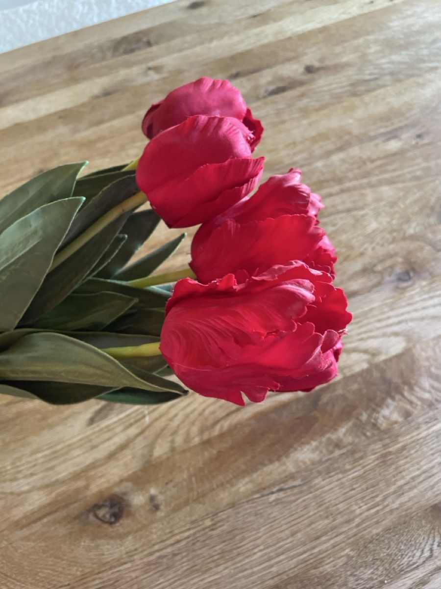Piante & sementi: Tulpen rot – Usato da Freidorf TG venduto da ibipatria 1