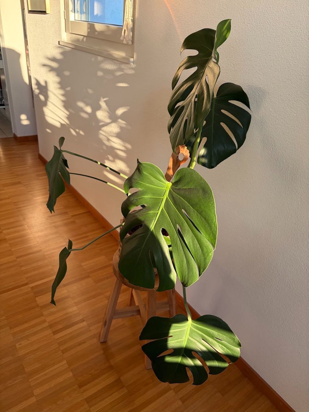 Pflanzen & Samen: Monstera Deliciosa – Gebraucht aus Baar von annasorbian 1