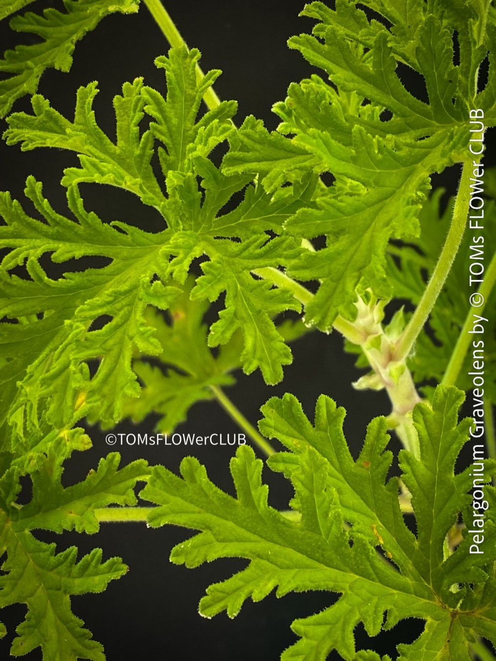 Plantes & graines: Pelargonium Graveolens - Duftpelargonium – Neuf avec emballage d'origine à Adliswil par astom369 4