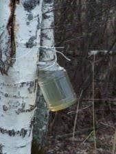 Piante & sementi: Betula Alba  ( eau de bouleau ) – Nuovo (secondo la descrizione) da Bremblens venduto da FIBONACCI369 2