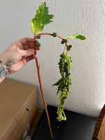 Kunstpflanze