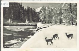 Wintermorgen - Rehe im strengen Winter