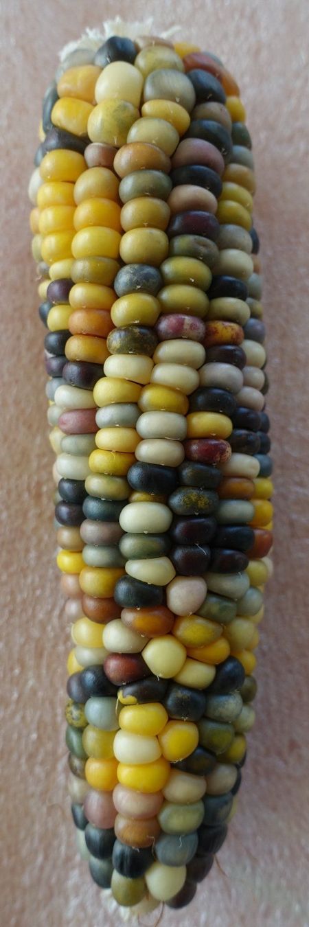 Plantes & graines: Samen Mais, Popcornmais Mais Glass Gem 10 Samen – D'occasion à Schwaderloch par bademeister79