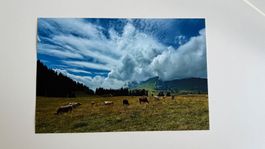 Photo poster 20x30 "Le rang des vaches"