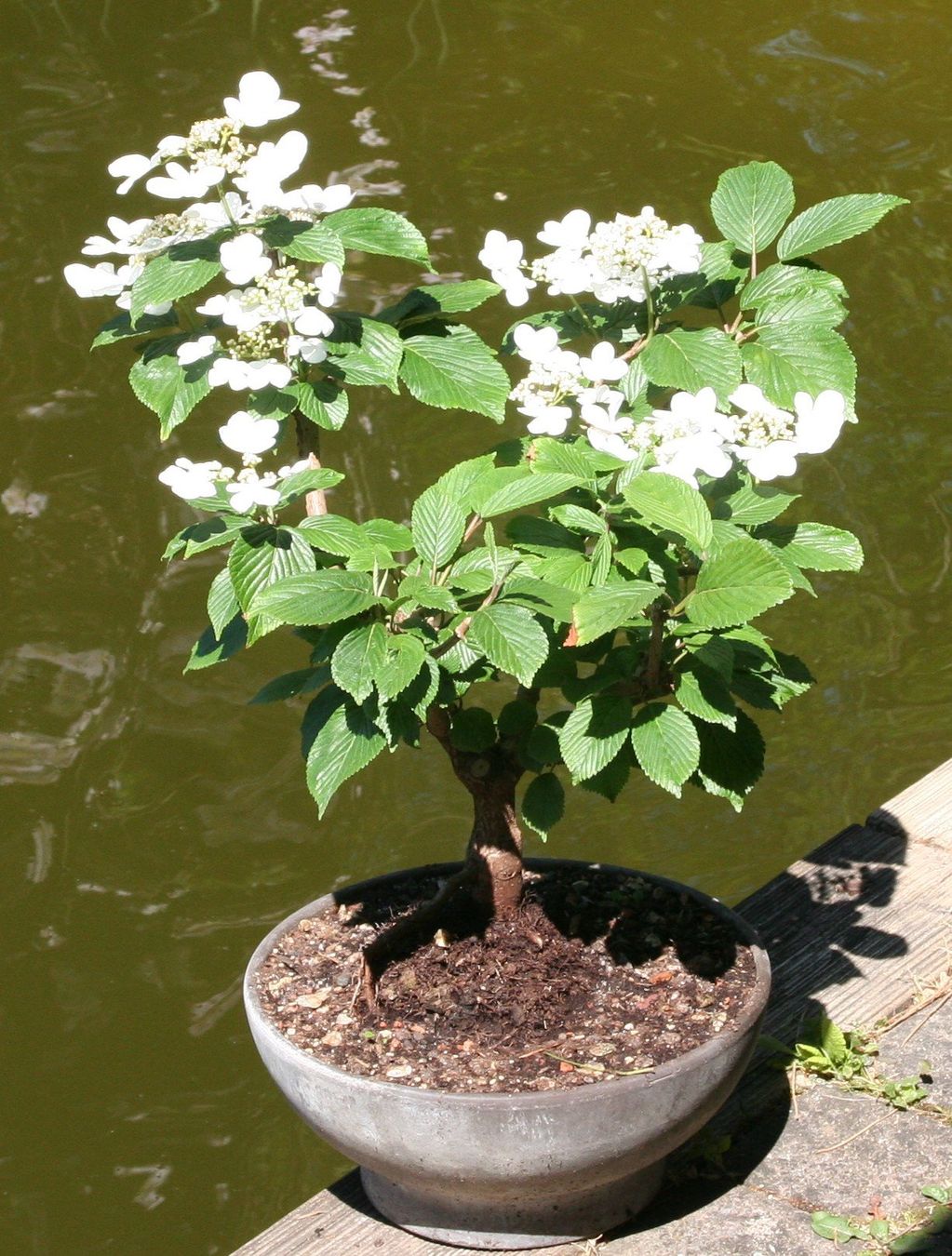 Piante & sementi: BONSAI  -  Japanischer Schneeball – Usato da Gretzenbach venduto da Sikim 1