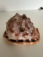Natürlich stachelige Muschelschale