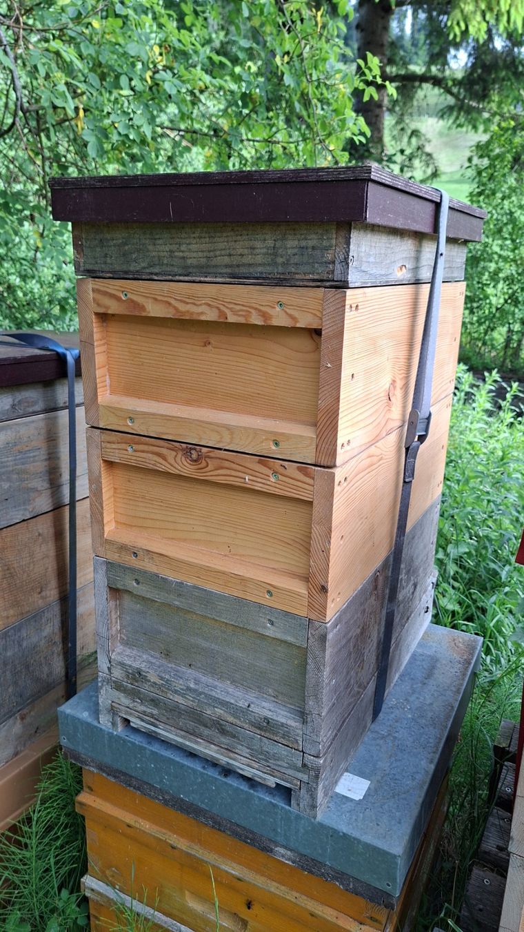 Alveari: Magazin Schweizermass mit Bienen – Usato da Gibswil venduto da Schufi2