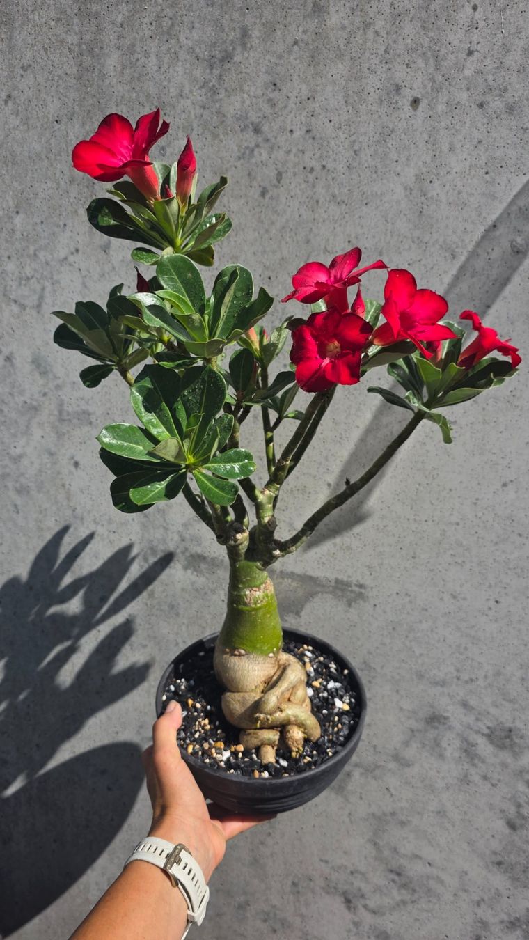 Piante & sementi: Adenium Obesum Rot / Wüstenrose – Nuovo (secondo la descrizione) da St.Erhard venduto da Plumilandschweiz 5