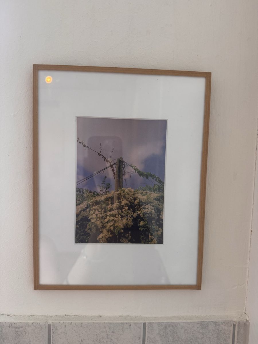 Foto & Immagini: Kleines Naturbild  – Usato da Zürich venduto da Peban1 1