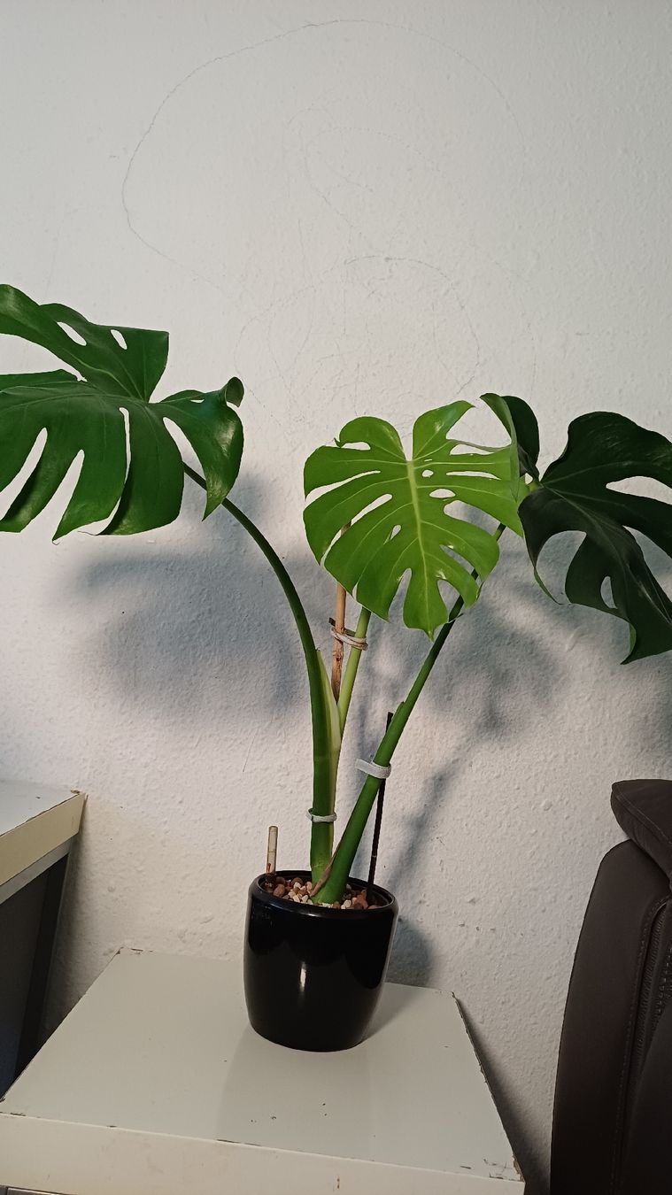 Plantes & graines: Monstera Deliciosa – D'occasion à Bern par uwi_8t7x 1