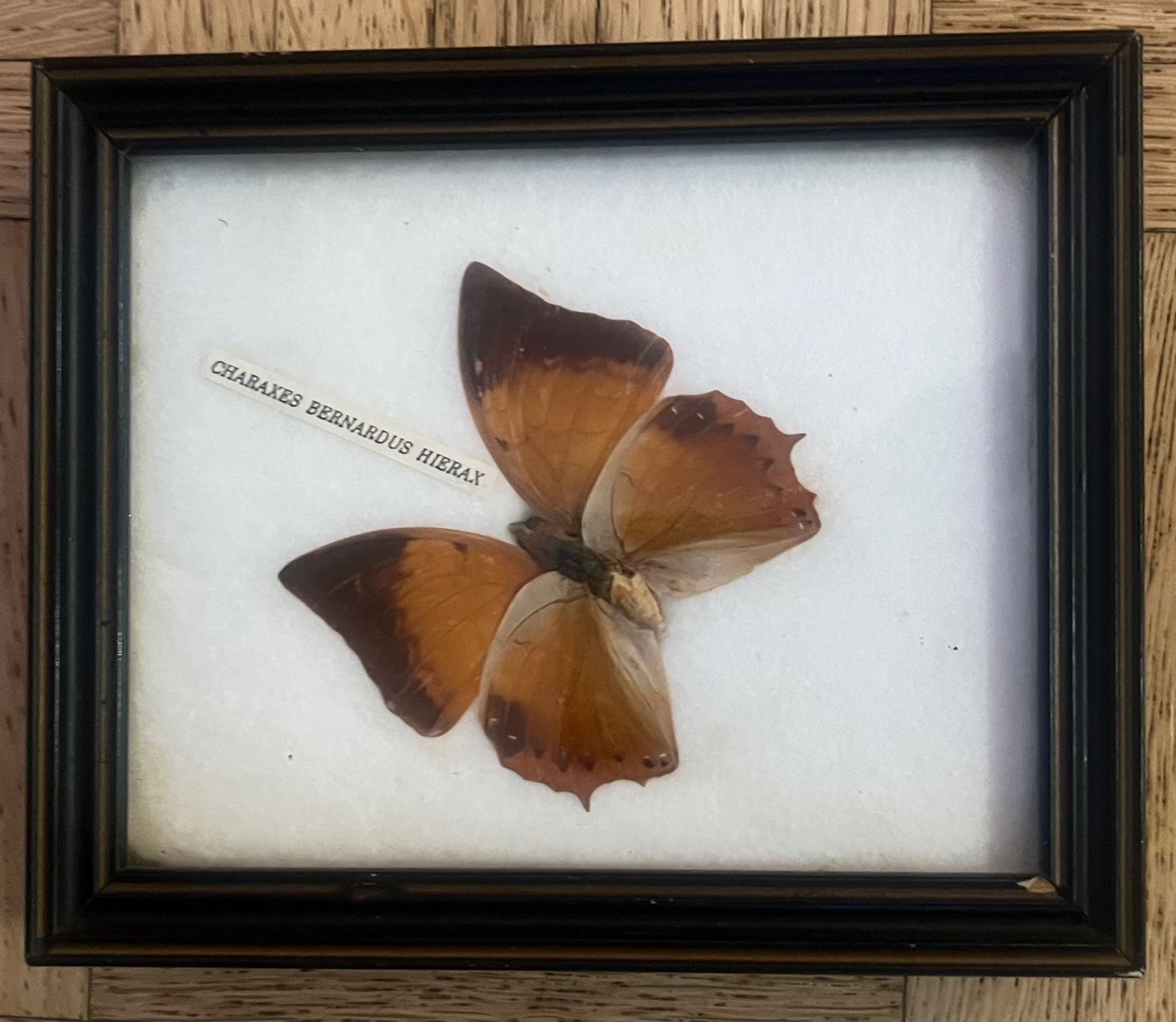 Il mondo degli animali: Echter Charaxes Schmetterling gerahmt – Usato da Arth venduto da Schattenberg