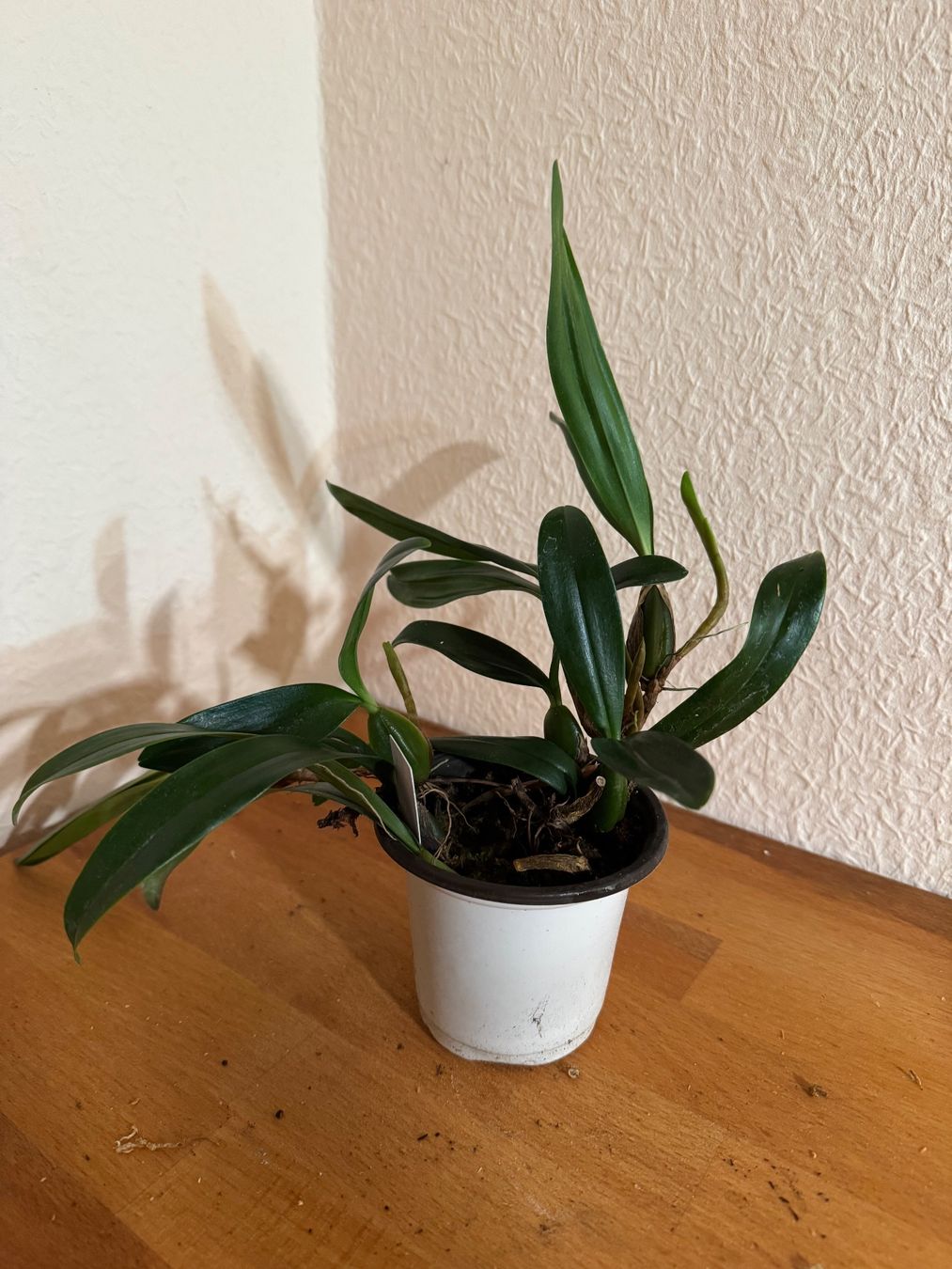 Plantes & graines: Bulbophyllum falcatum – D'occasion à Männedorf par mrclst 3