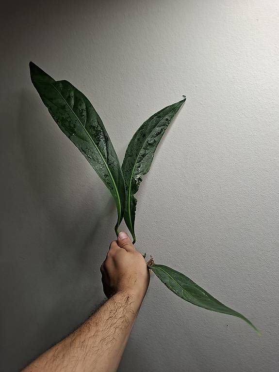 Piante & sementi: Anthurium Big Bill – Usato da Fahrweid venduto da Zingwei88 1