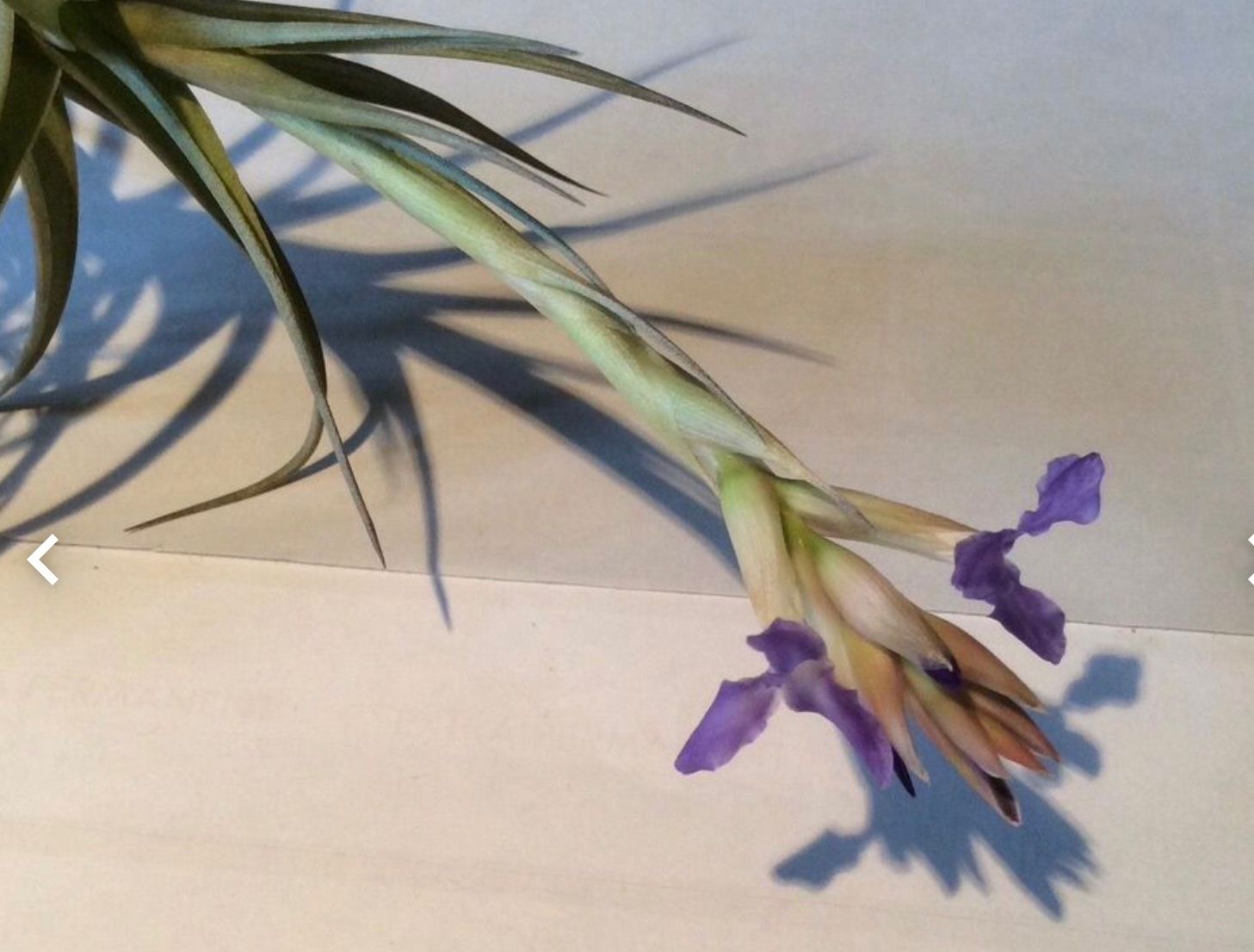 Piante & sementi: Tillandsia bergeri, Sie erhalten eine blühende Pflanze! – Usato da Tecknau venduto da bleilaus 3