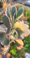 Kalanchoe fedtschenkoi Variegata 🪷