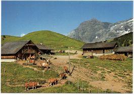COL DE LA CROIX Landwirtschaft, Kühe