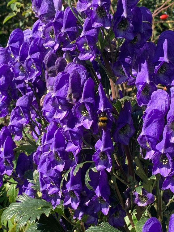 5 HerbstEisenhut in einem Wurzelballen Gartenpflanze Kaufen auf Ricardo