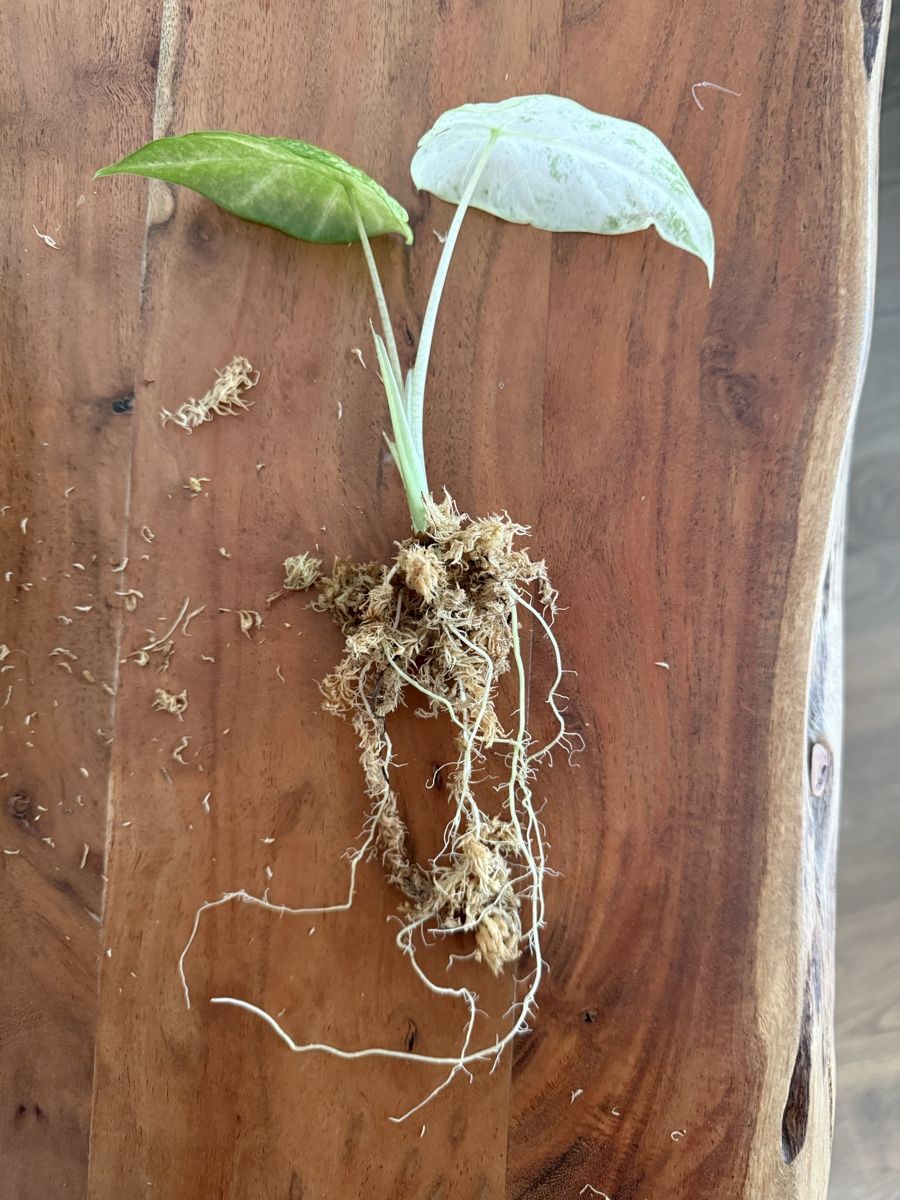 Piante & sementi: Alocasia Macrorrhiza Splash – Usato da Zürich venduto da bau_d56d 2