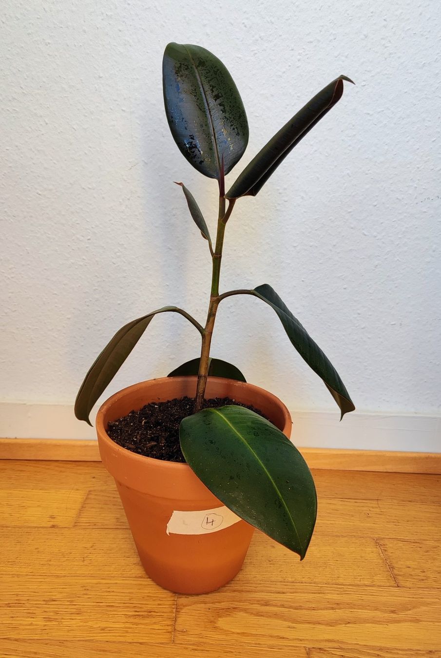 Pflanzen & Samen: Ficus Elastica – 54 cm avec pot – Gebraucht aus Carouge GE von for_8yym 2