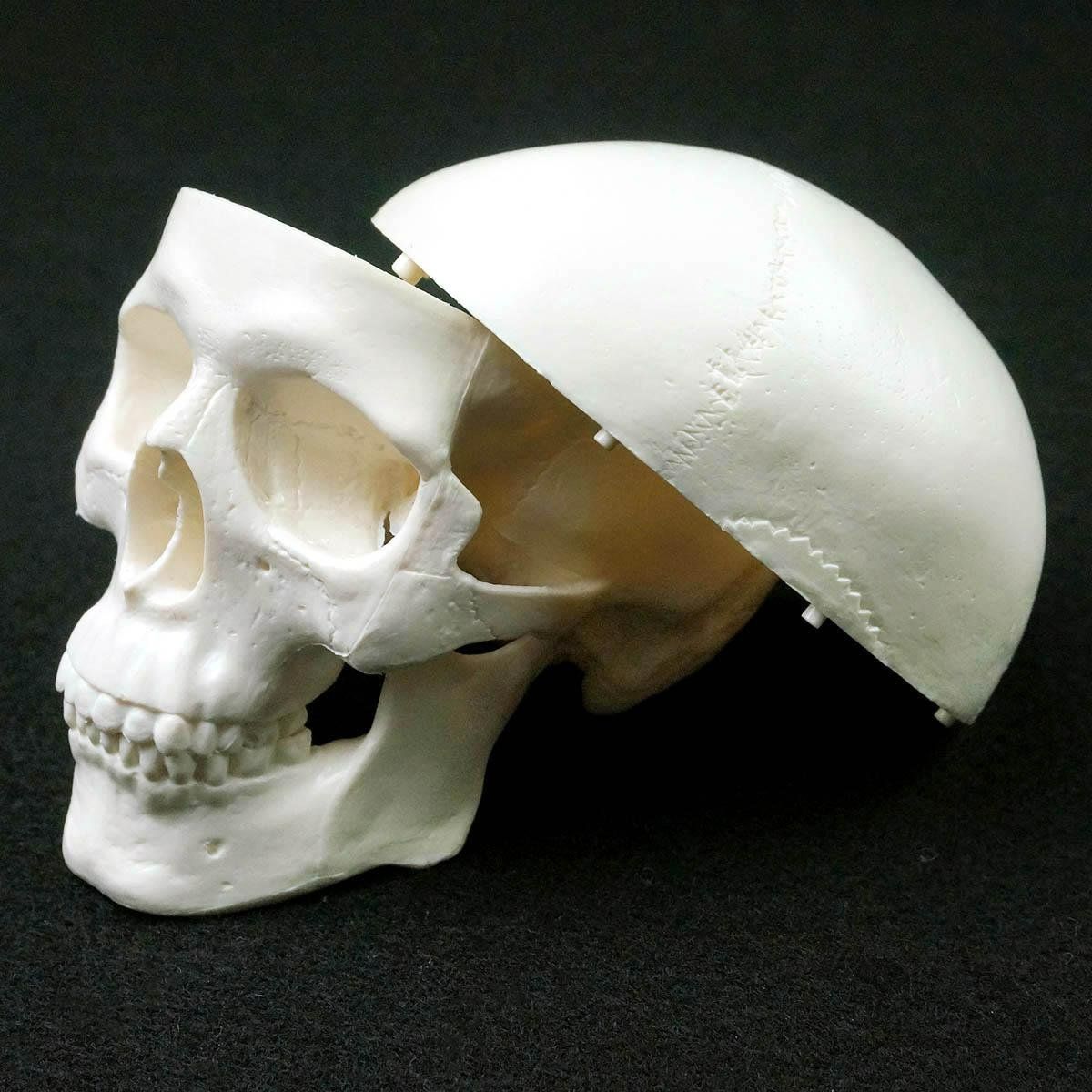 Modellbausätze & Standmodelle: Schädel Menschlichen Anatomischen Modell – Neu und originalverpackt aus Uerkheim von Kaufoption 1