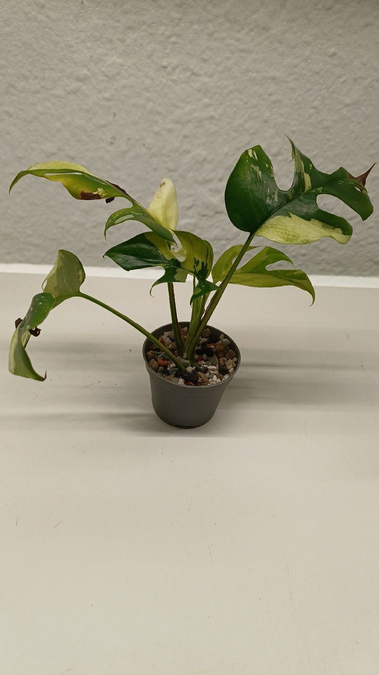 Piante & sementi: Monstera Minima  – Usato da Bern venduto da uwi_8t7x 1