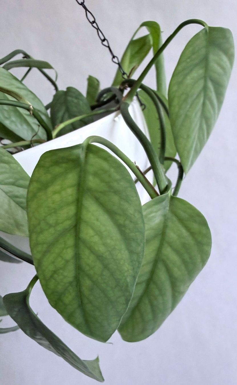 Piante & sementi: Epipremnum pinnatum Cebu Blue***** – Nuovo (secondo la descrizione) da Dübendorf venduto da Orchid18