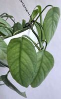 Epipremnum pinnatum Cebu Blue*****