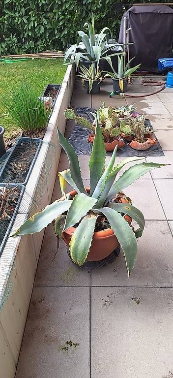 Piante & sementi: A vendre plantes méditerranée  – Usato da penthalaz venduto da iannottif 2