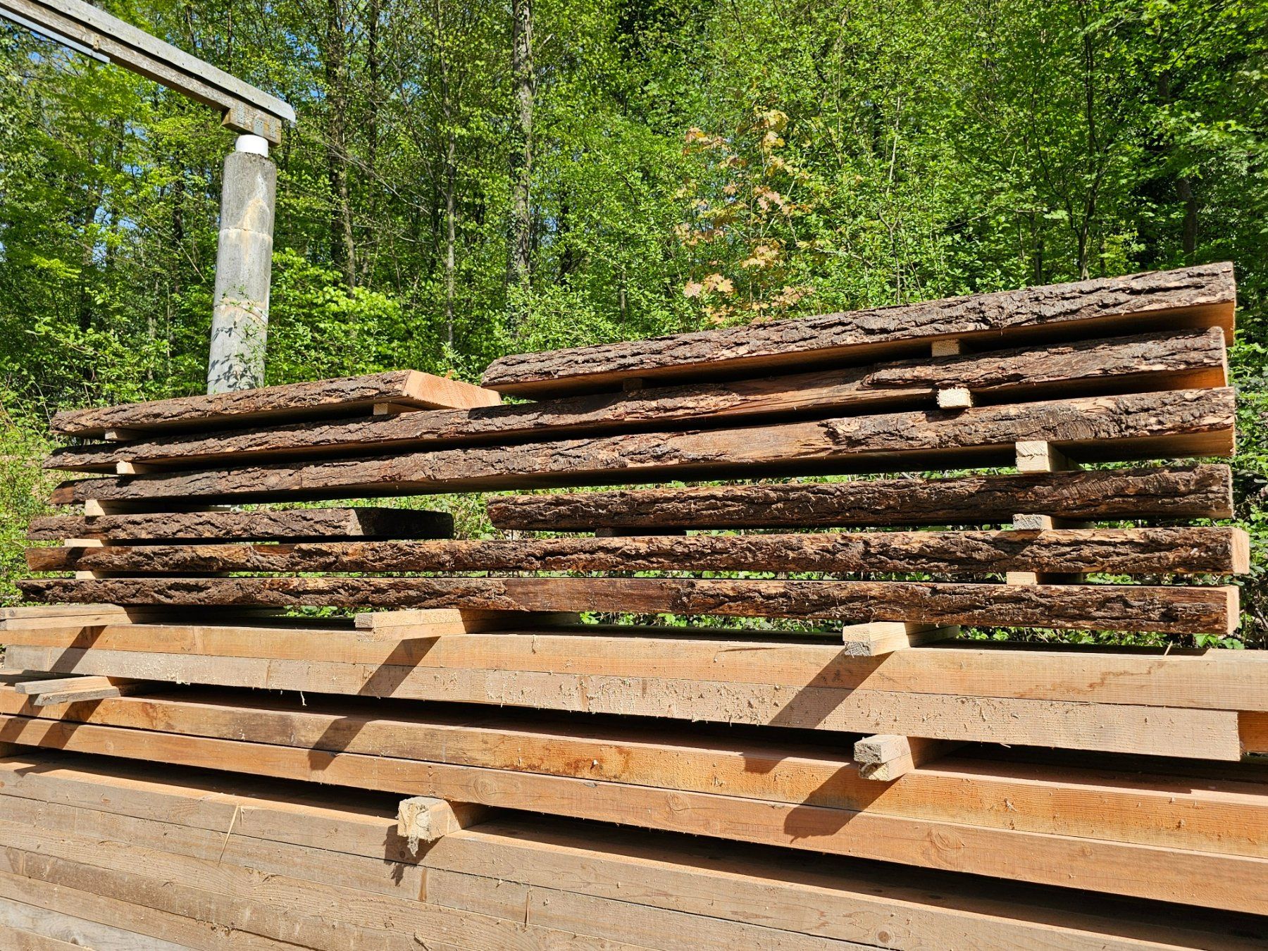 Articoli in legno: Douglasienholz – Nuovo (secondo la descrizione) da Aarburg venduto da Joerg.Andre 1