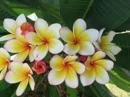 *Top Rarität* FRANGIPANI PLUMERIA, 7 Samen