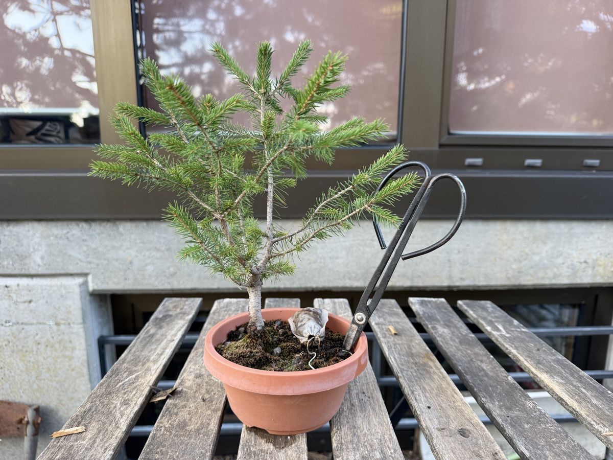 Piante & sementi: Fichte Rohmaterial Bonsai – Usato da Suhr venduto da BonsaiGutzi 1