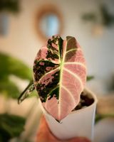 Alocasia Black Velvet Pink, Rhizom
