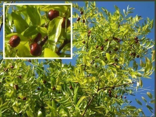 Plantes & graines: Grand Jujubier 2 PLANTS – Neuf (Voir description) à Bremblens par FIBONACCI369 5